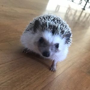 Meet your Posher, Sophia